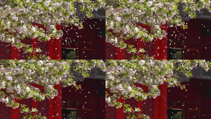 北京故宫春季文华殿飘落的海棠花