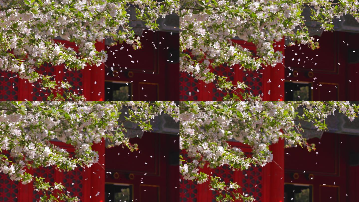 北京故宫春季文华殿飘落的海棠花