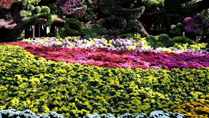 【原创】公园花海花艺十月赏菊鲜花引蝶