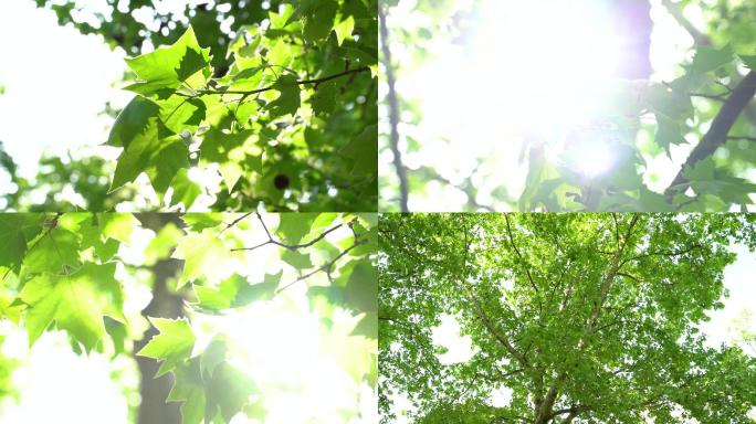 阳光树叶，唯美阳光穿过梧桐树阳光透过树叶
