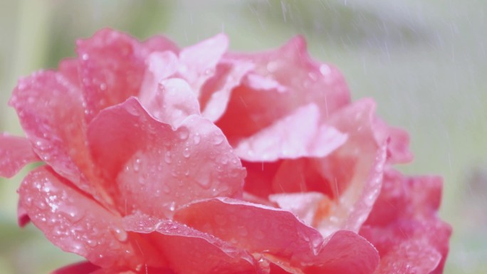 雨天风雨中绽放的花朵美丽坚韧