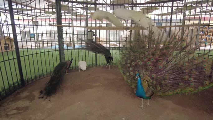 孔雀开屏美丽的孔雀参观动物园公园鸟羽毛