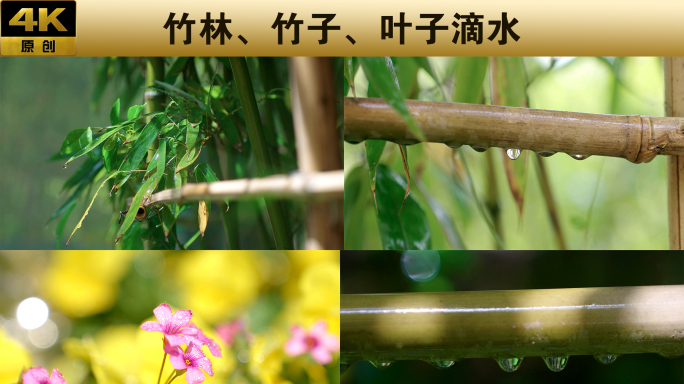 竹子 花朵绿叶滴水