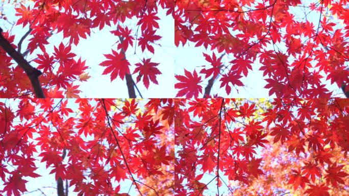 实拍秋天唯美枫树和枫叶