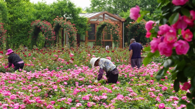 花农玫瑰园修枝