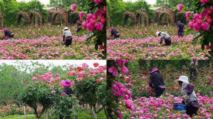 花农玫瑰园修枝