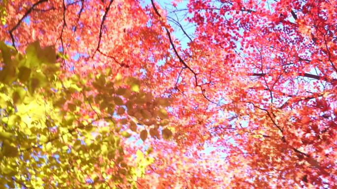 实拍秋天唯美枫树和枫叶