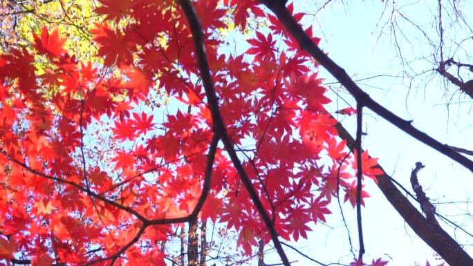 实拍秋天唯美枫树和枫叶