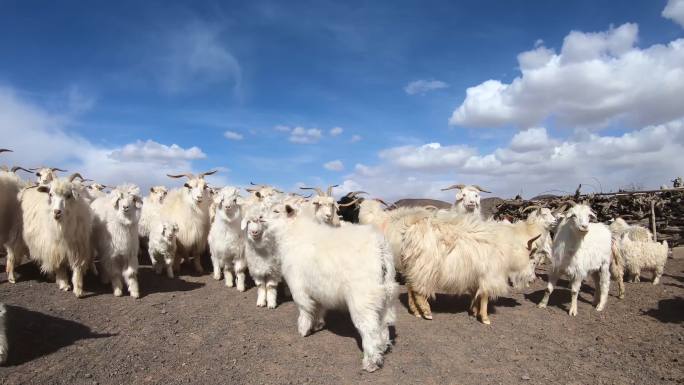 羊群 绿色天然草原畜牧业 游牧