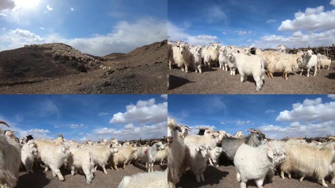 羊群 绿色天然草原畜牧业 游牧