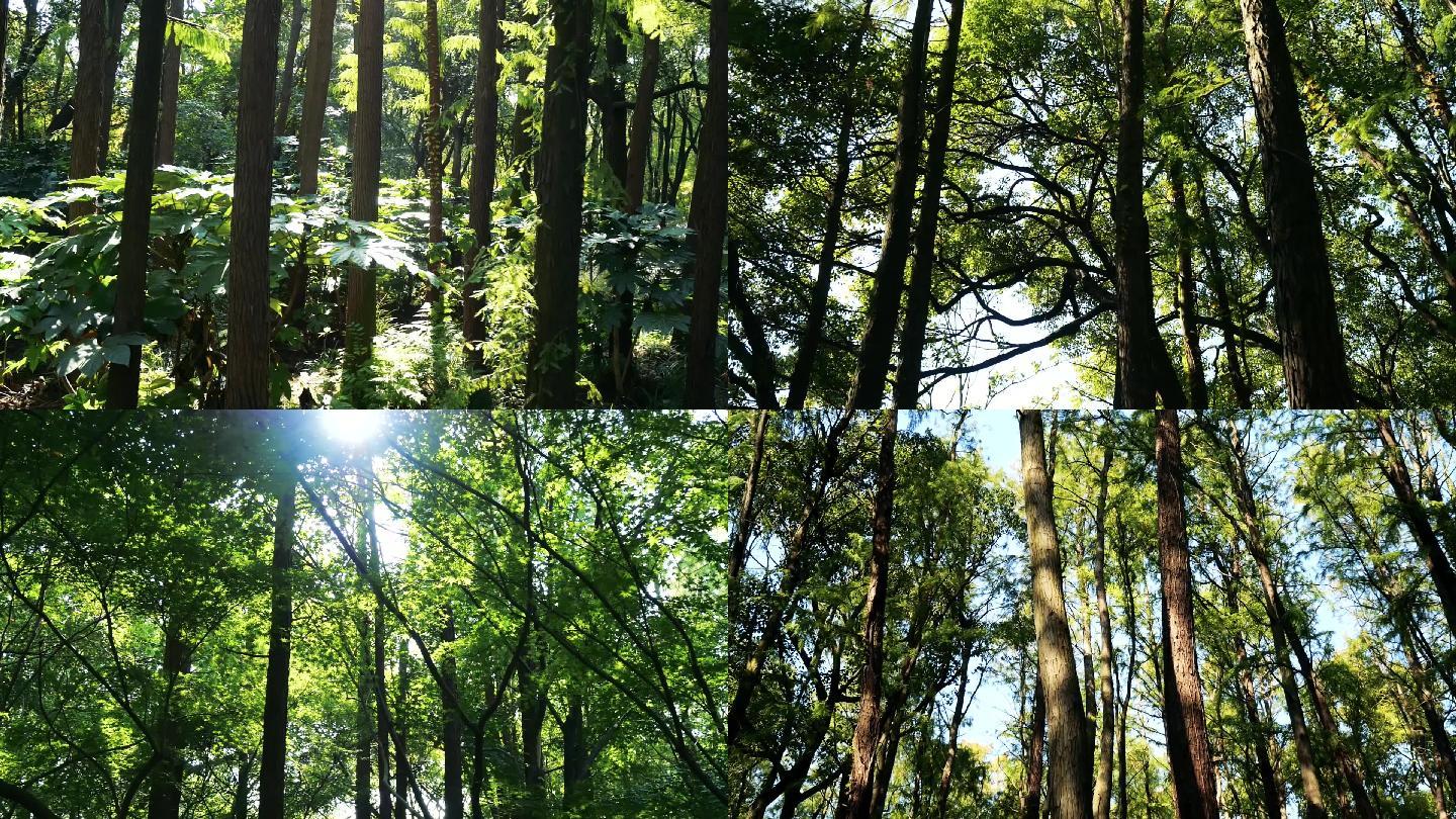 【原创】绿色健康生命力唤醒生机植物丛林