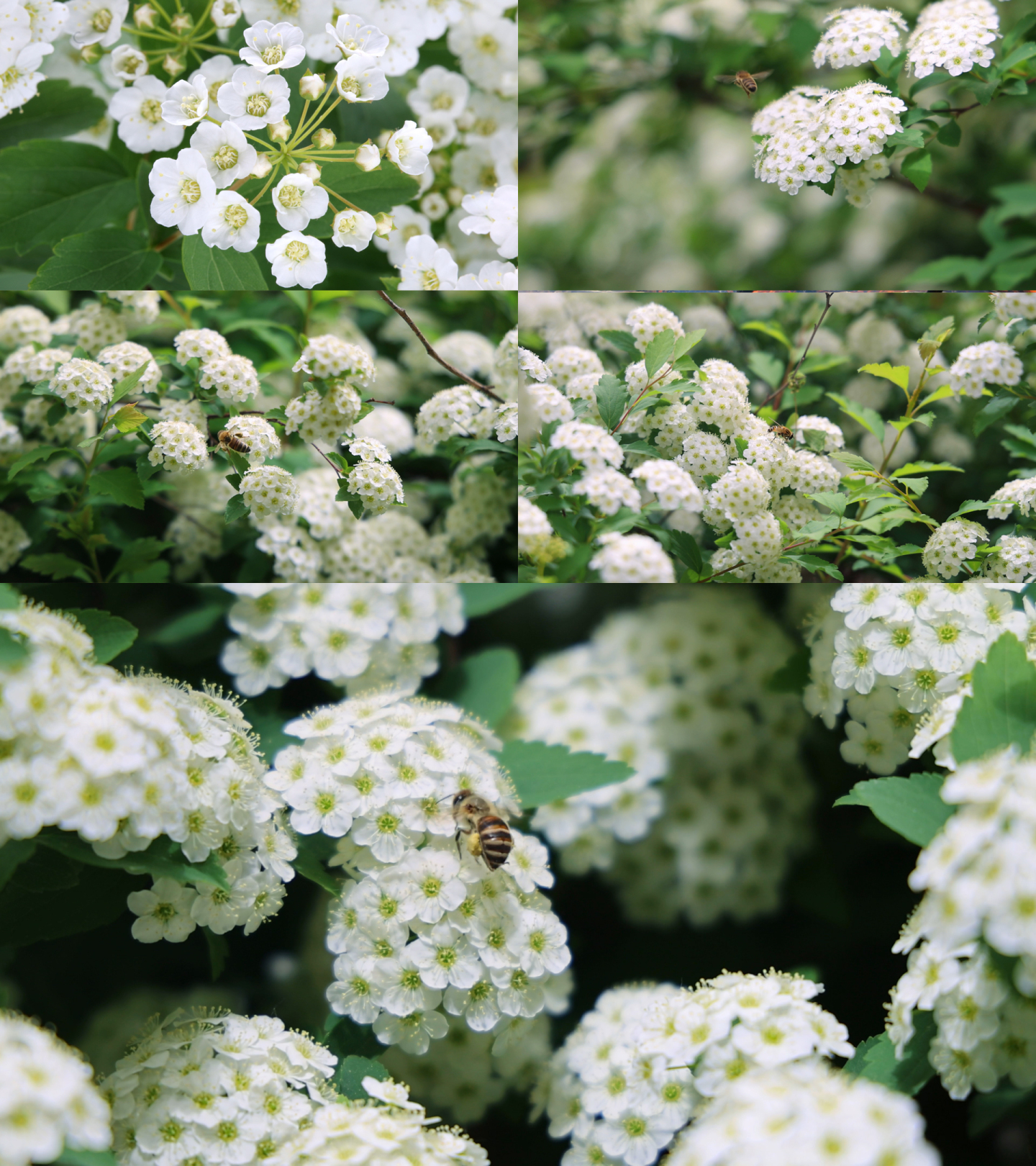 春天绣线菊花开蜜蜂采蜜