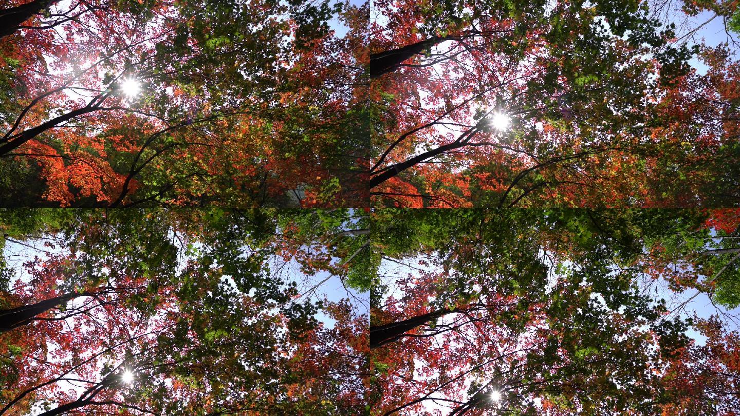 秋季枫树红色枫叶素材