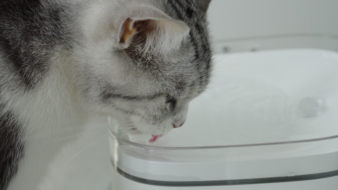 4k升格拍摄喝水的的美短宠物猫特写慢镜头