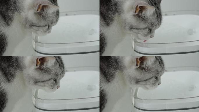 4k升格拍摄喝水的的美短宠物猫特写慢镜头
