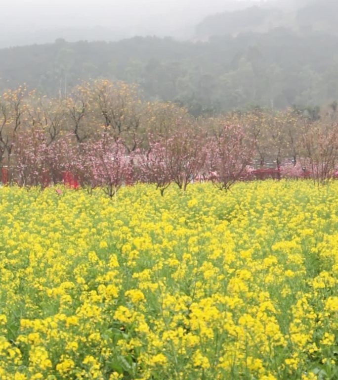 实拍油菜花海