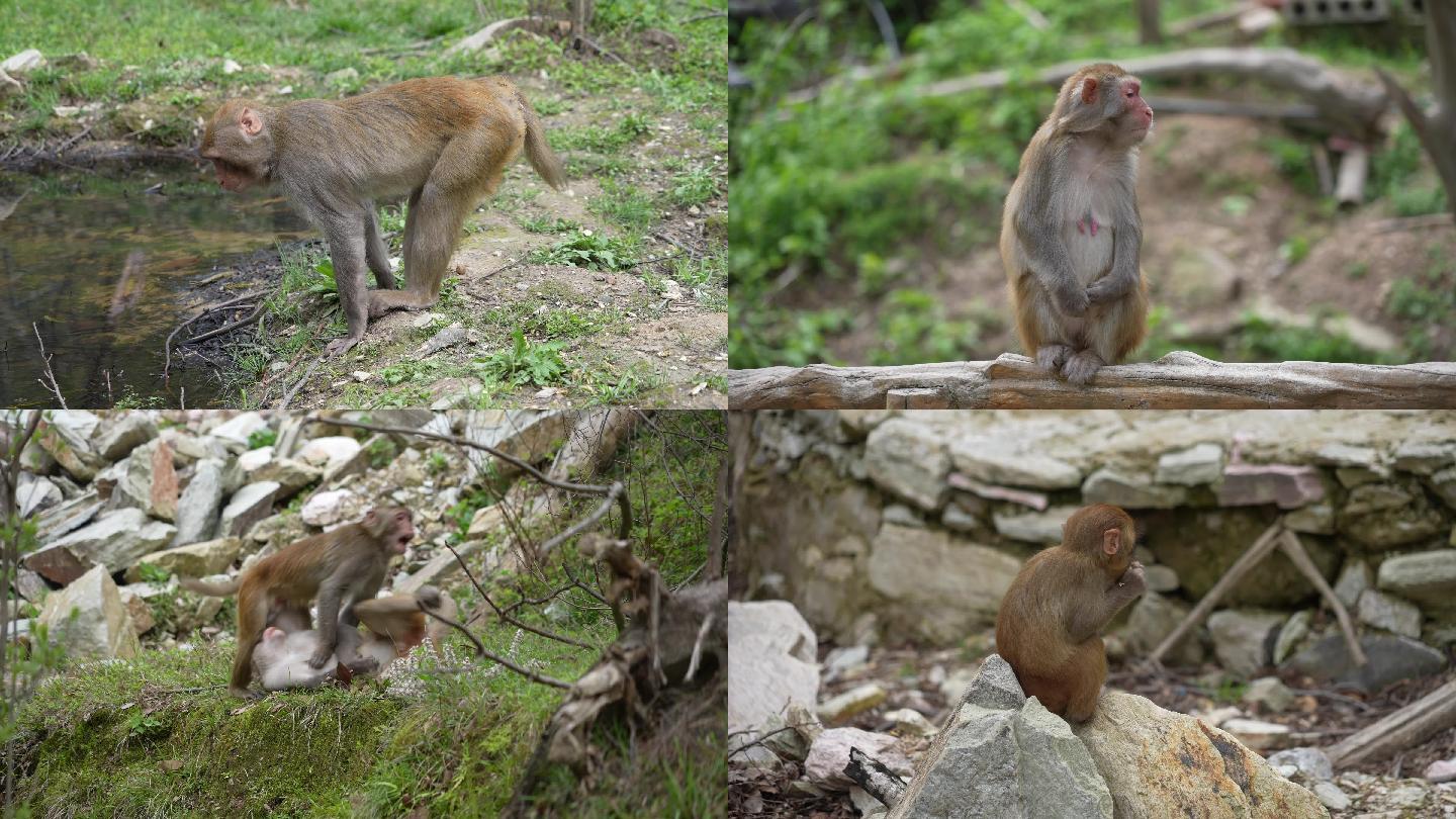 动物猴子的日常素材超多镜头4K60帧下部