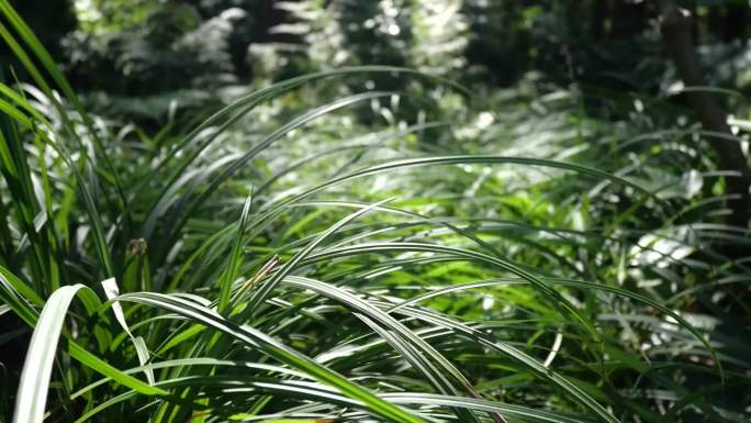 【原创】绿色植物阳光照射小草光影随风飘荡