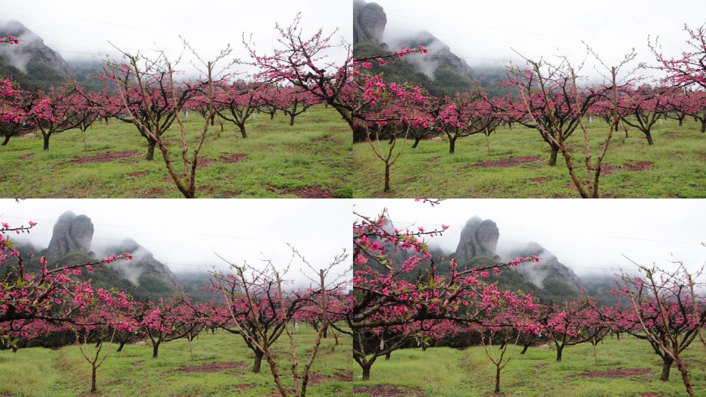 实拍唯美桃花林