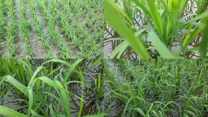水稻长过程嫩绿色的秧苗水稻禾苗水田倒影