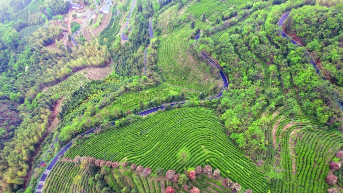 安徽黄山太平茶园风光