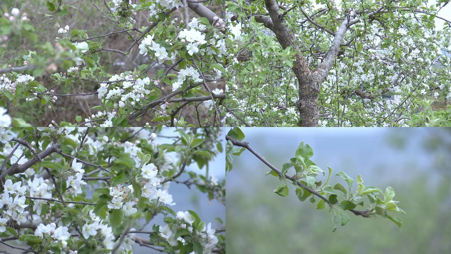 实拍苹果树开花