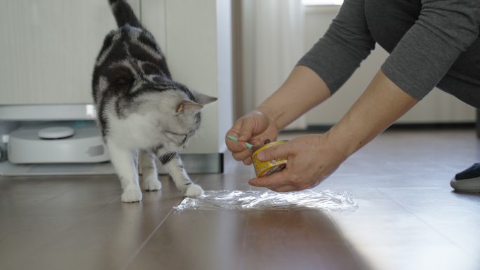 4k实时拍摄，正在进食的的美短宠物猫