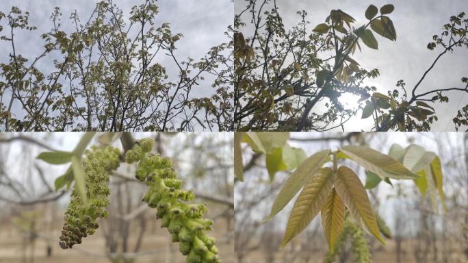 核桃芽 核桃树 核桃 核桃叶 核桃花