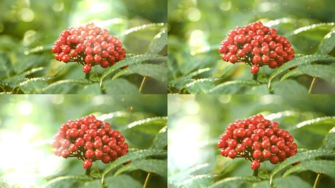 红三七绽放花蕊中药植物