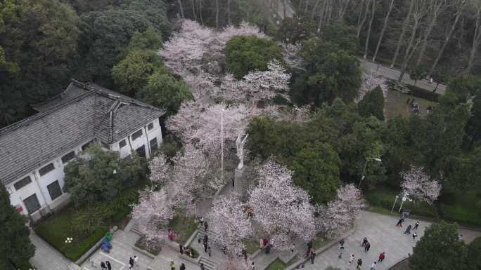 武汉大学樱花航拍