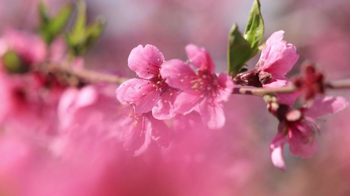 桃花林  平谷桃花