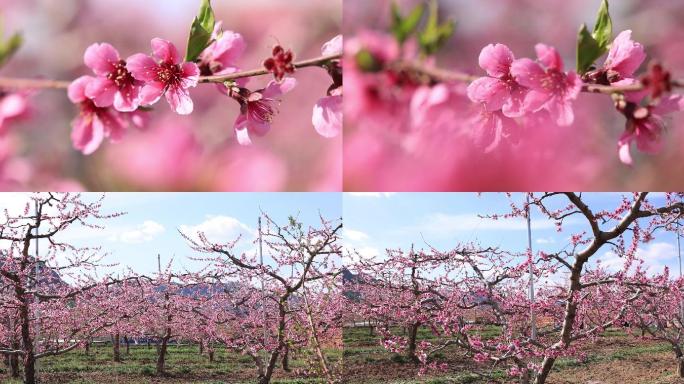 桃花林  平谷桃花