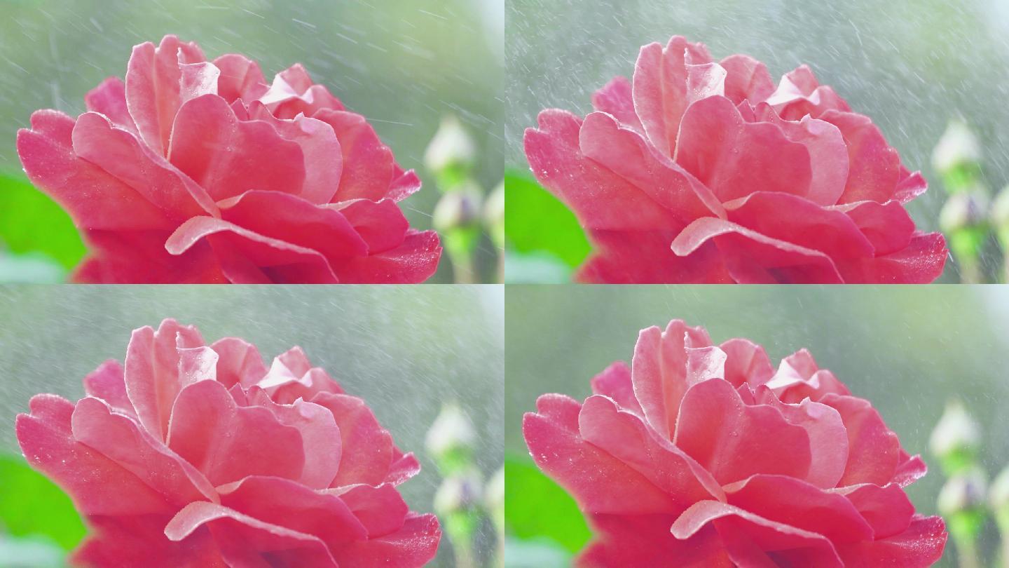 植物精华提取花朵花瓣雨滴雨水