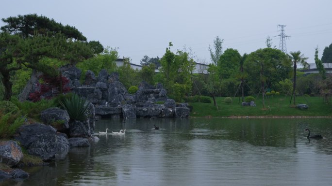 草地坪绿叶 树公园 溪水湖 黑天鹅动物园