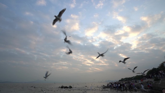 海边沙滩飞鸟群飞翔唯美素材