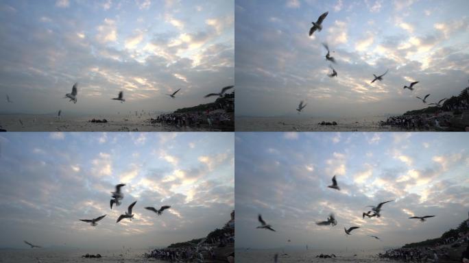 海边沙滩飞鸟群飞翔唯美素材