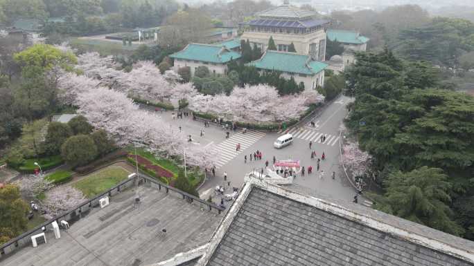 武汉大学樱花航拍