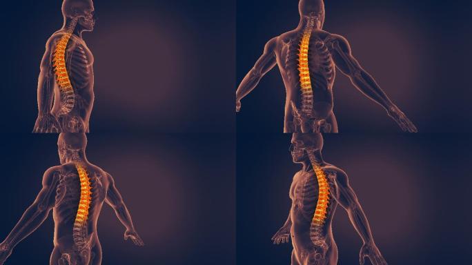 人体脊柱解剖学腰病3D元素