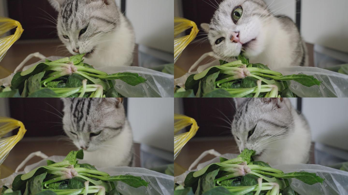 4k实时拍摄，吃菜叶的美短宠物猫