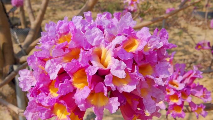 实拍盛开的紫花风铃