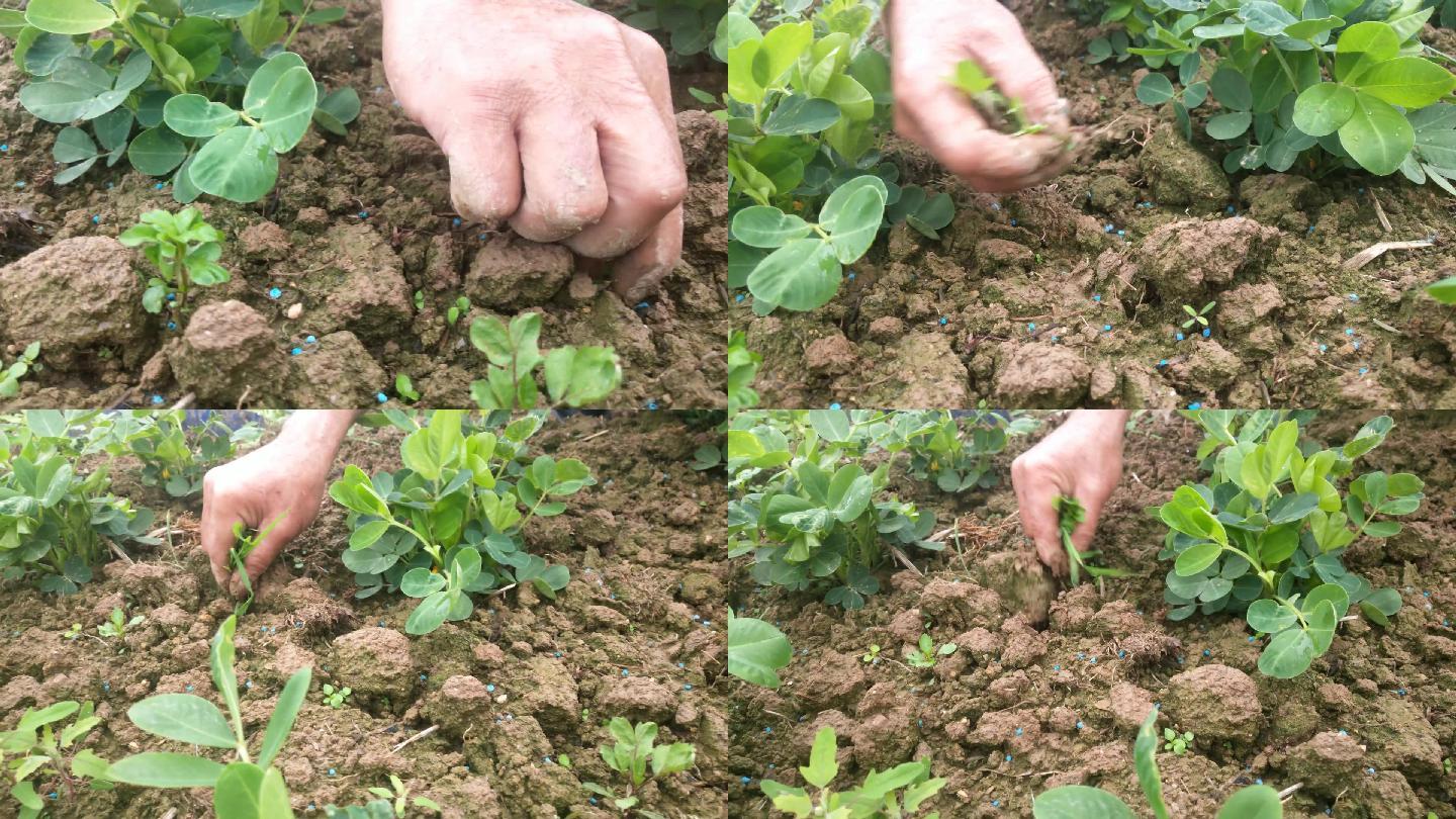 除草的手特写农民田间劳作花生苗用手拔草