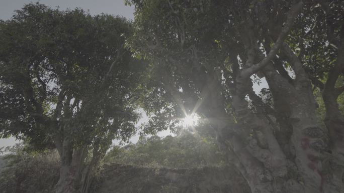 古茶树 岁月 古老 空境 贵州 高山茶