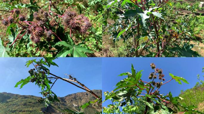 B136 蓖麻 植物 中药 有刺的果实