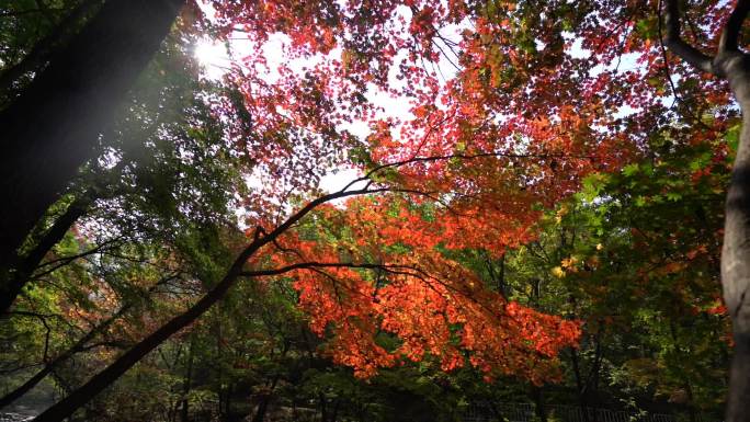 秋季枫叶飘落红叶素材
