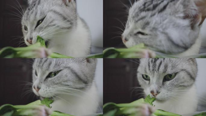 4k实时拍摄，美短宠物猫吃菜叶的特写视频