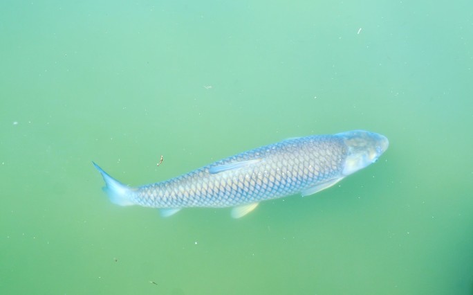 野生鲤鱼草鱼大鱼