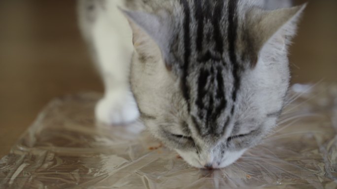 4k实时拍摄，正在进食的的美短宠物猫