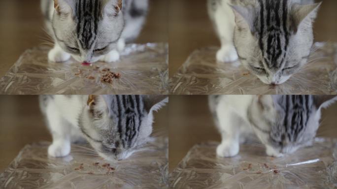 4k实时拍摄，正在进食的的美短宠物猫