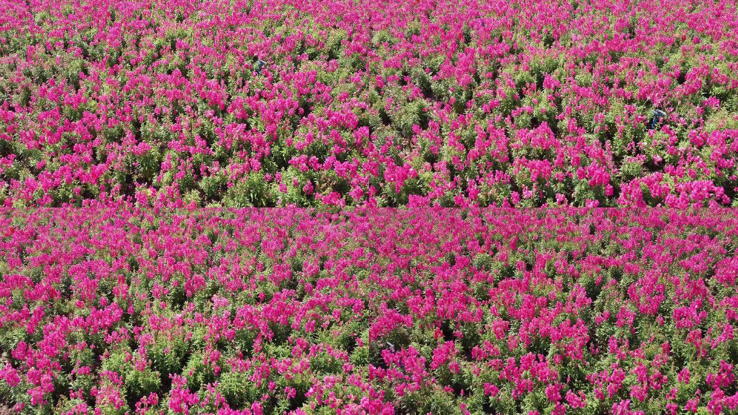 红绿相间的花海