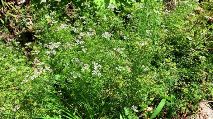 B139 香菜 香菜花 白色花朵 蔬菜